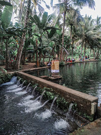 Scenic view of palm trees by river