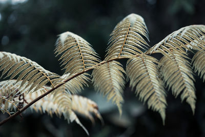 Close-up of fern leaves