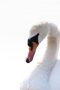 Close-up of swan swimming in water