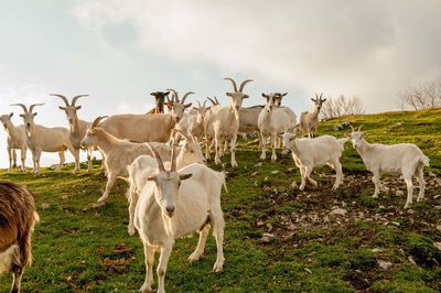 Herd of sheep on field