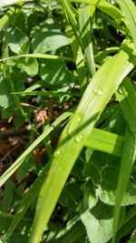 Close-up of insect on grass