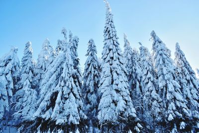 Low angle view of snow covered tree against sky