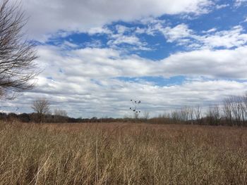 Scenic view of field against sky