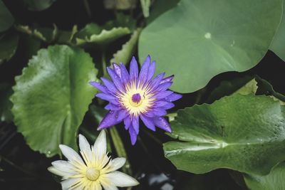Close-up of purple water lily