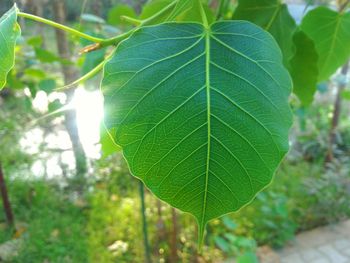 Close-up of green leaves