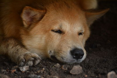 Close-up of a dog resting