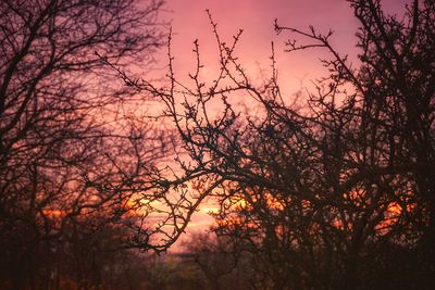 Low angle view of silhouette trees against sky at sunset