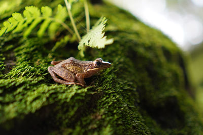 Close-up of frog on rock