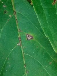 High angle view of insect on leaf