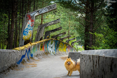 Portrait of dog standing on footpath in forest