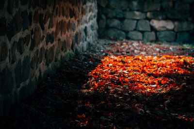 Close-up of autumn leaves