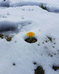 Scenic view of snow