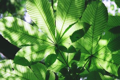 Full frame shot of leaves