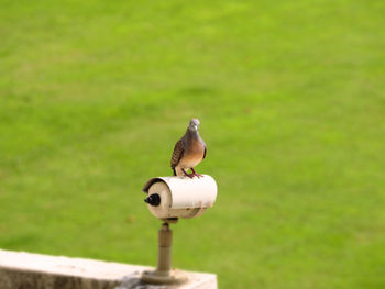 Close-up of bird perching on metal