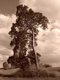 Trees on field against cloudy sky