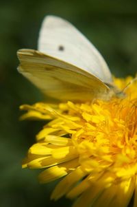 Close-up of butterfly pollinating yellow flower