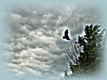 Low angle view of birds on tree against cloudy sky