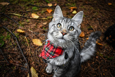 Portrait of a cat on field