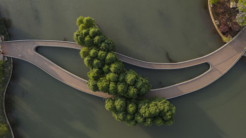 Directly above shot of tree and boardwalk over lake