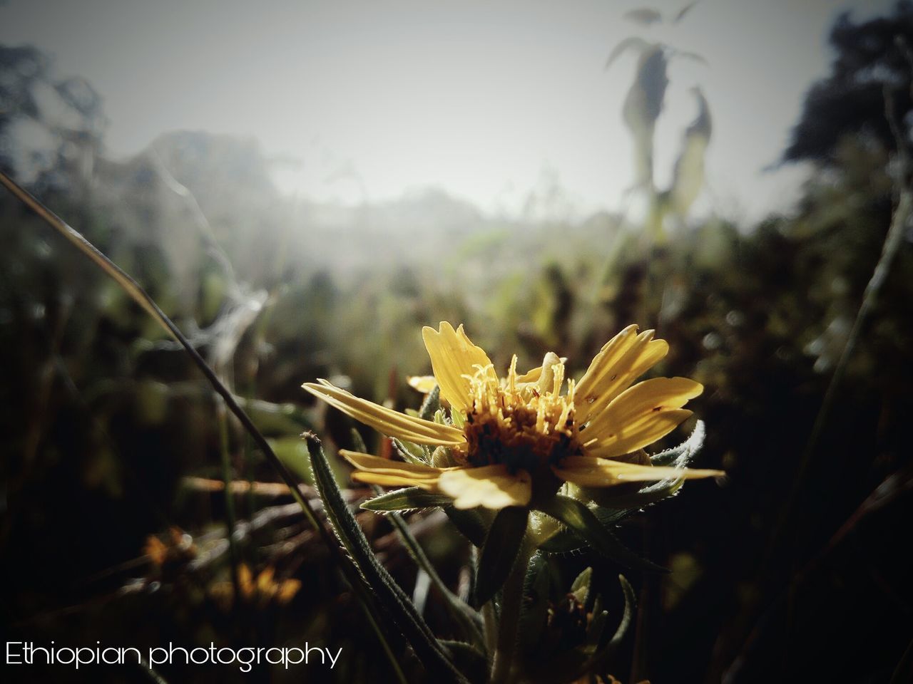plant, flowering plant, flower, growth, fragility, vulnerability, freshness, beauty in nature, nature, close-up, no people, yellow, focus on foreground, flower head, inflorescence, day, petal, outdoors, tranquility, selective focus, pollen