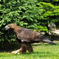 Side view of a bird on field