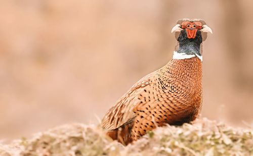 Close-up of a bird looking away