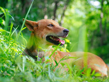 Close-up of dog