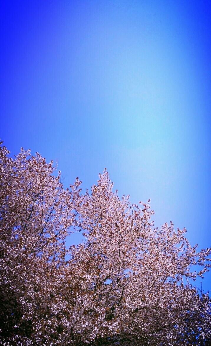 clear sky, blue, flower, low angle view, copy space, growth, beauty in nature, tree, freshness, nature, fragility, branch, blooming, blossom, outdoors, in bloom, day, sunlight, tranquility, high section