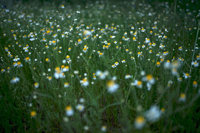 Full frame shot of fresh white flowers on field