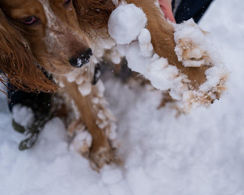 Close-up of dog on snow