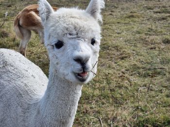 Donkey standing on field