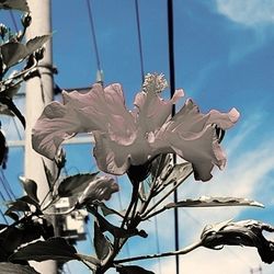 Low angle view of flowers against blue sky