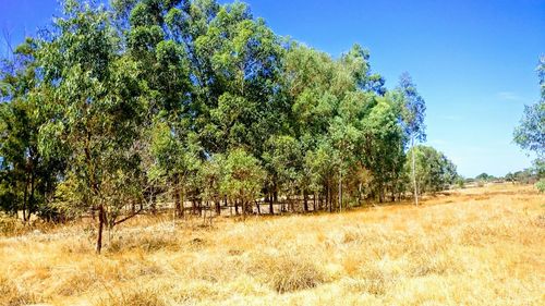 Trees on field against clear blue sky