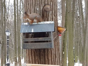 Cat on wood amidst trees during winter