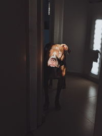 Dog on tiled floor at home 