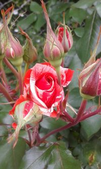 Close-up of red roses blooming outdoors