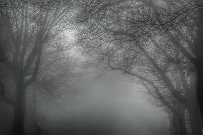 Low angle view of bare trees in foggy weather