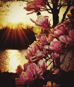 Close-up of pink flowers against sky at sunset