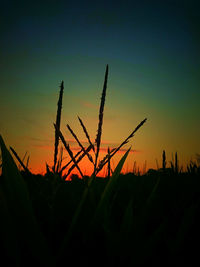 Silhouette plants growing on field against sky during sunset