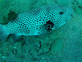 Fish swimming in sea