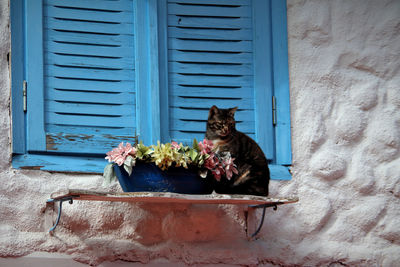 Cat and potted plants on window sill