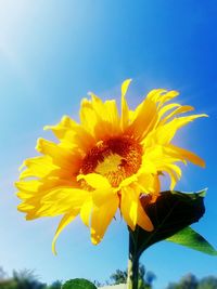 Close-up of yellow flower against sky