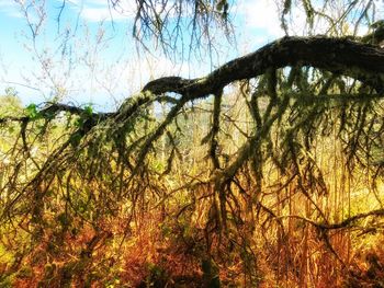 Low angle view of trees in forest against sky