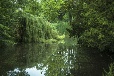 Scenic view of lake amidst trees in forest