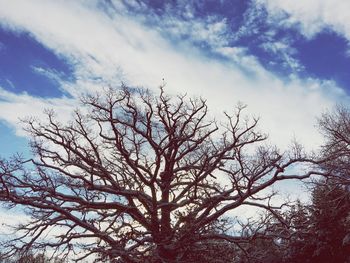 Low angle view of tree against sky