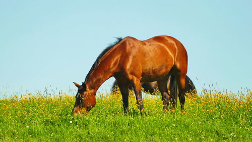 Horse grazing in field