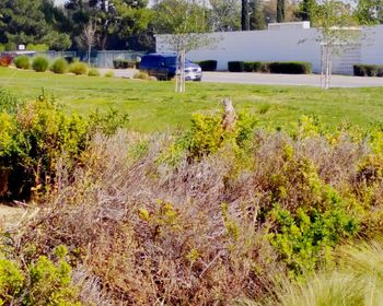 Plants growing on grassy field