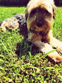 Portrait of dog relaxing on field