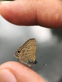 Close-up of hand holding butterfly