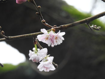 Close-up of cherry blossoms in spring